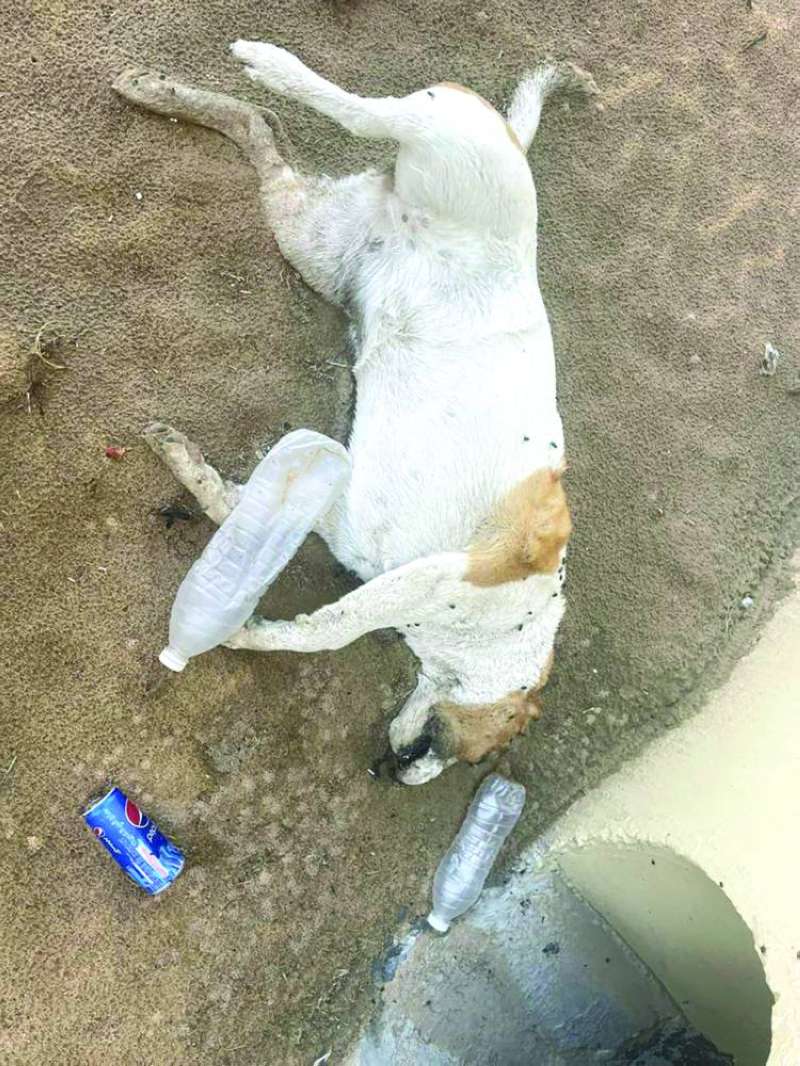 ضحية القسوة 