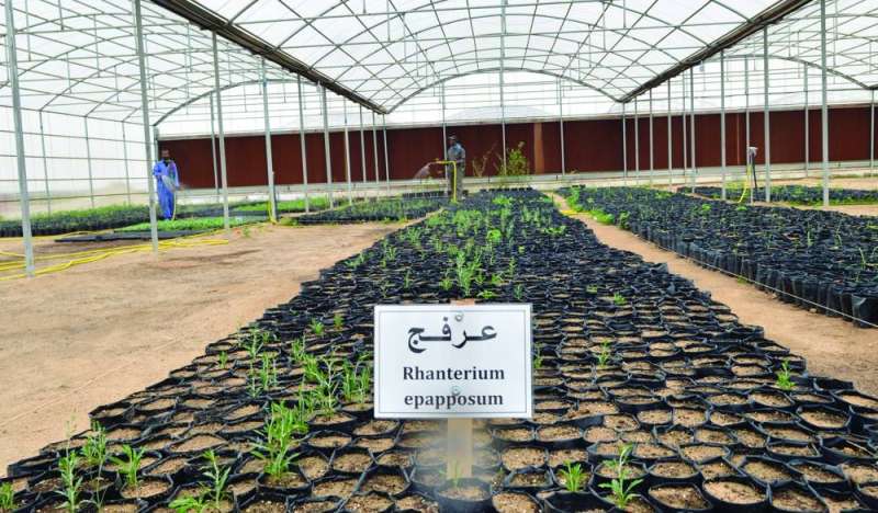 
شتلات العرفج جاهزة للزراعة
