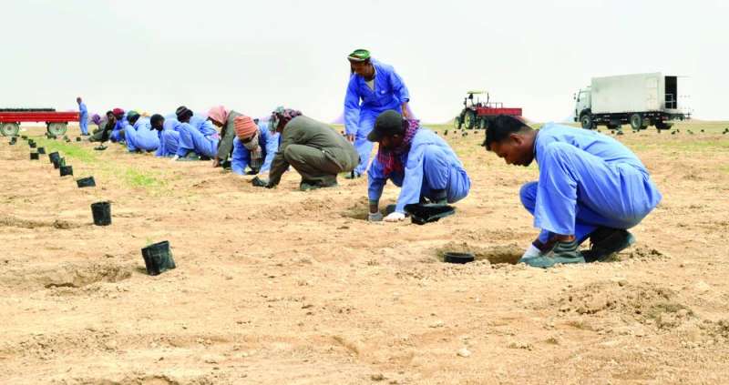 
عمال يزرعون الشتلات في المحمية
