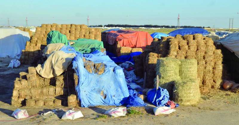 
كمية من الأعلاف المعروضة للبيع على الطرقات
