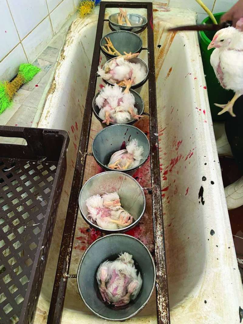 الدجاج المذبوح حلالاً... الأكثر طلباً 