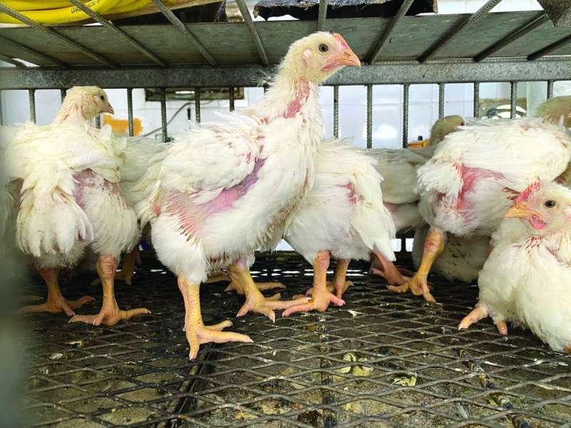 دجاج من إنتاج مزارع محلية 