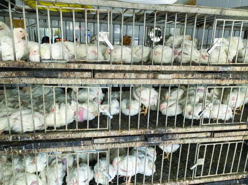 الدجاج الحي مرغوب على المائدة الرمضانية