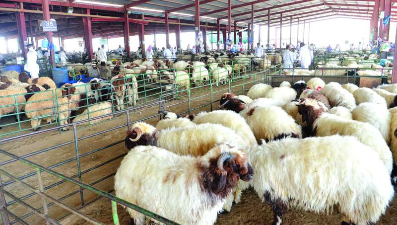 
أسعار الذبائح اشتعلت 		 (تصوير سعود سالم)
