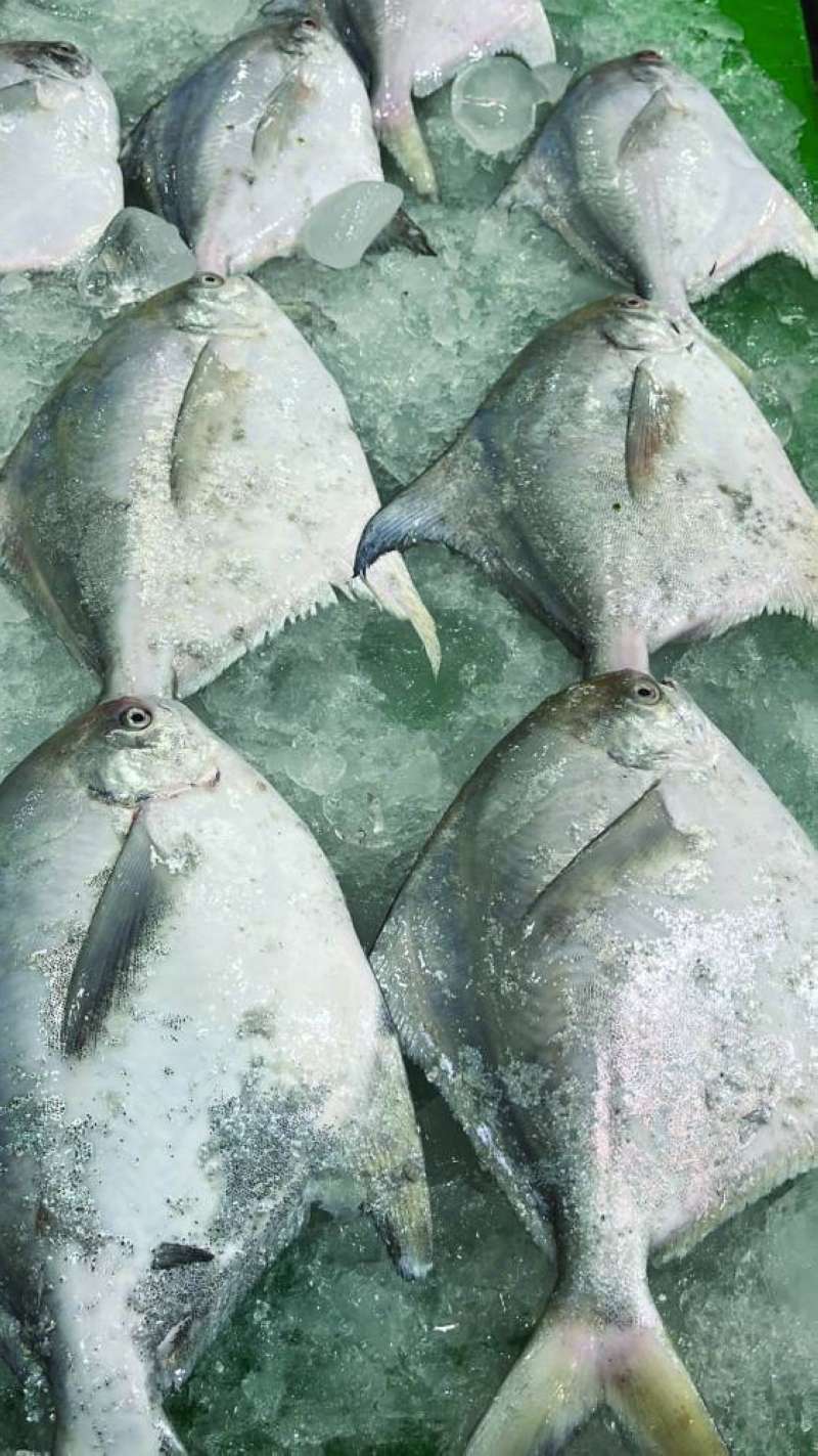 زبيدي محلي 