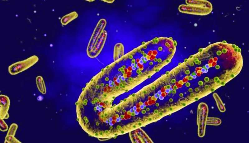 فيروس ماربورغ