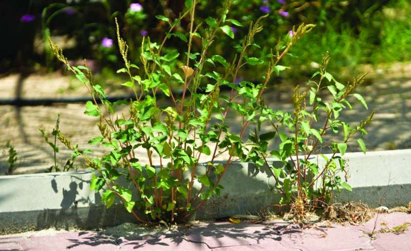 نبتة الداتورا