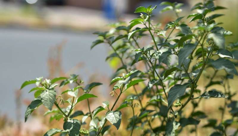 مطلوب توعية المواطنين من نبتة الداتورا (تصوير سعود سالم)