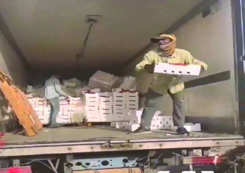 إلقاء الطماط