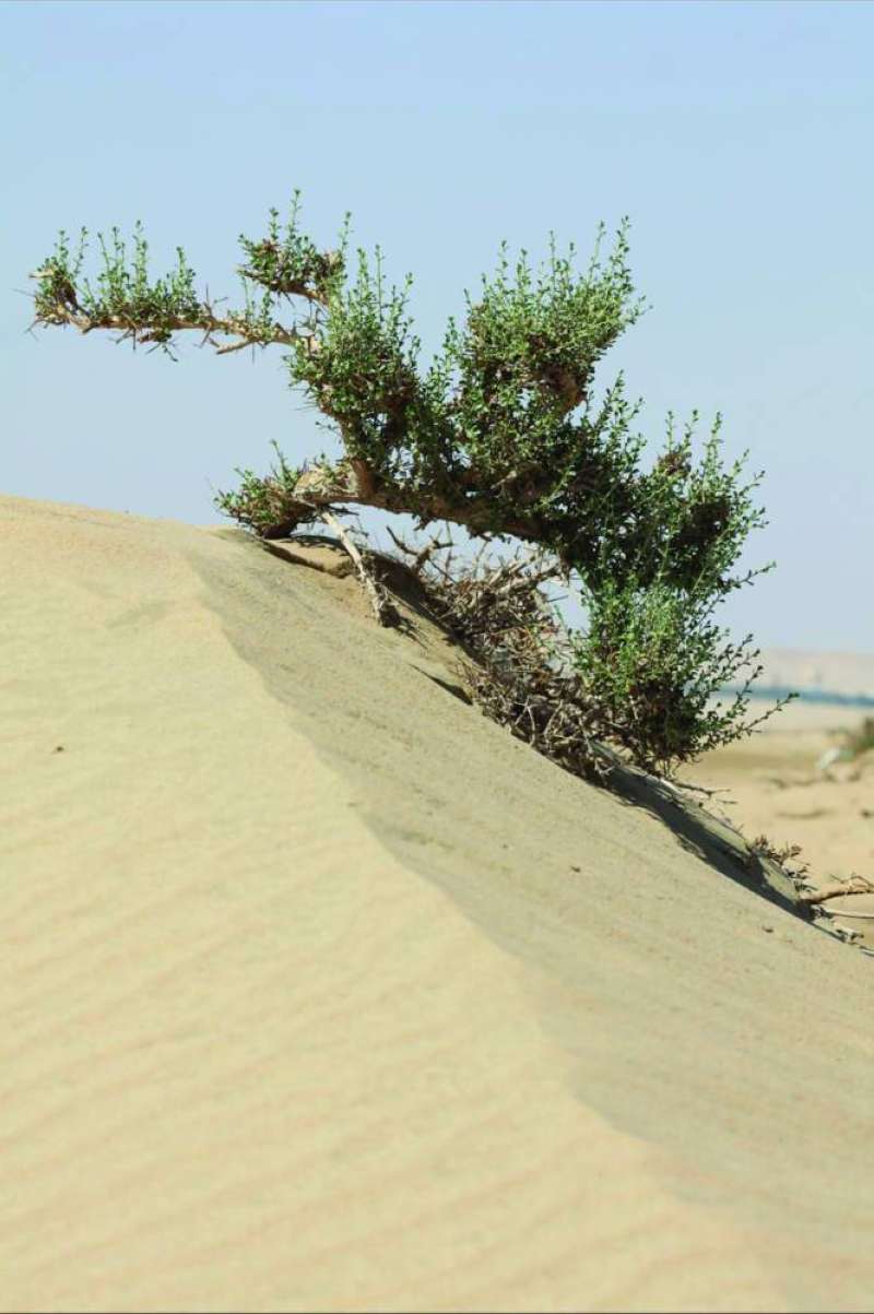 
مطالبات بتفعيل السياحة البيئية في منطقة كاظمة