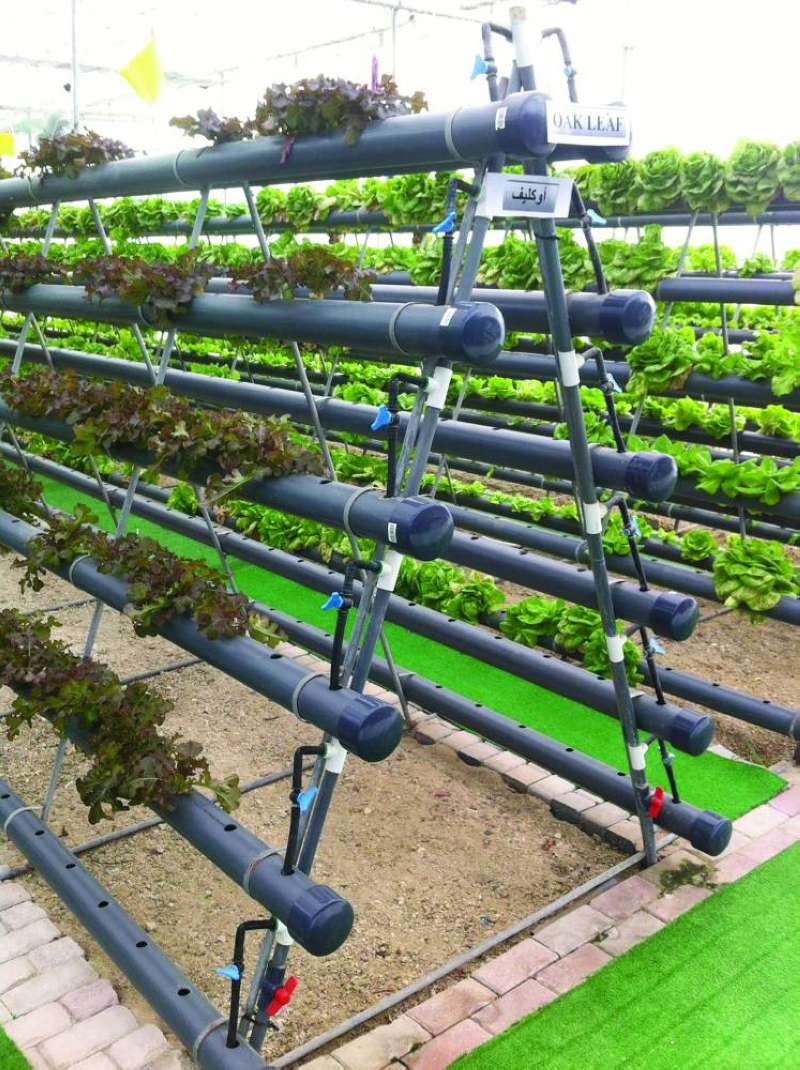 
الزراعة المائية تقلل مساحة المزارع
