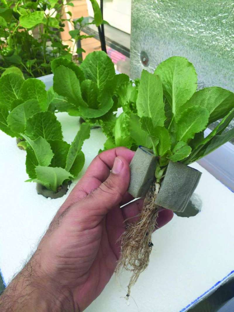 هل تتجه الكويت للزراعة المائية؟ 