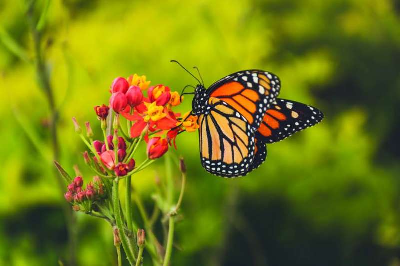  الفراشات الملكية