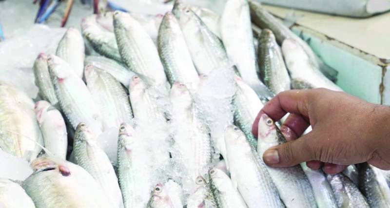 سمك ميد غير كويتي