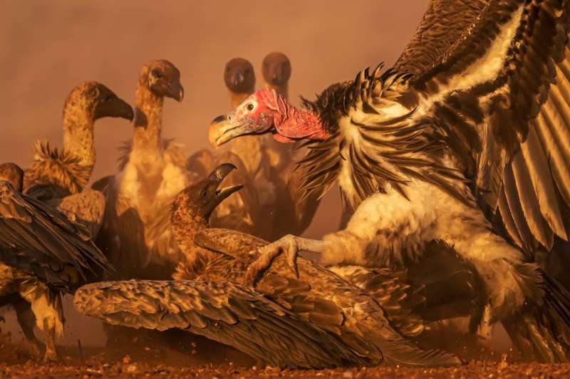 صورة «المسيطر»