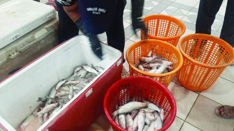 
الميد... عزيز	 ( تصوير نايف العقلة) 