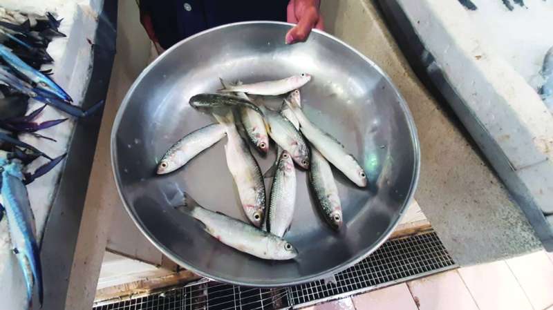 
الميد... شحيح 	(تصوير نايف العقلة)