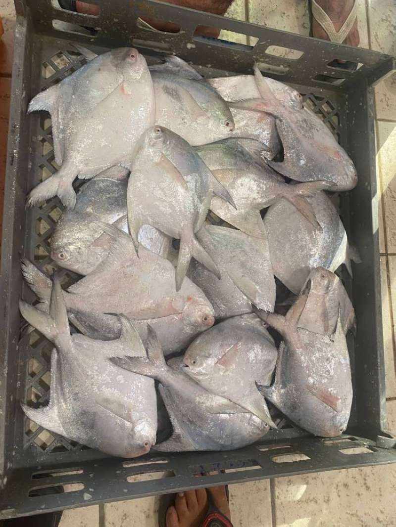  الزبيدي وصل ( تصوير سعود سالم) 