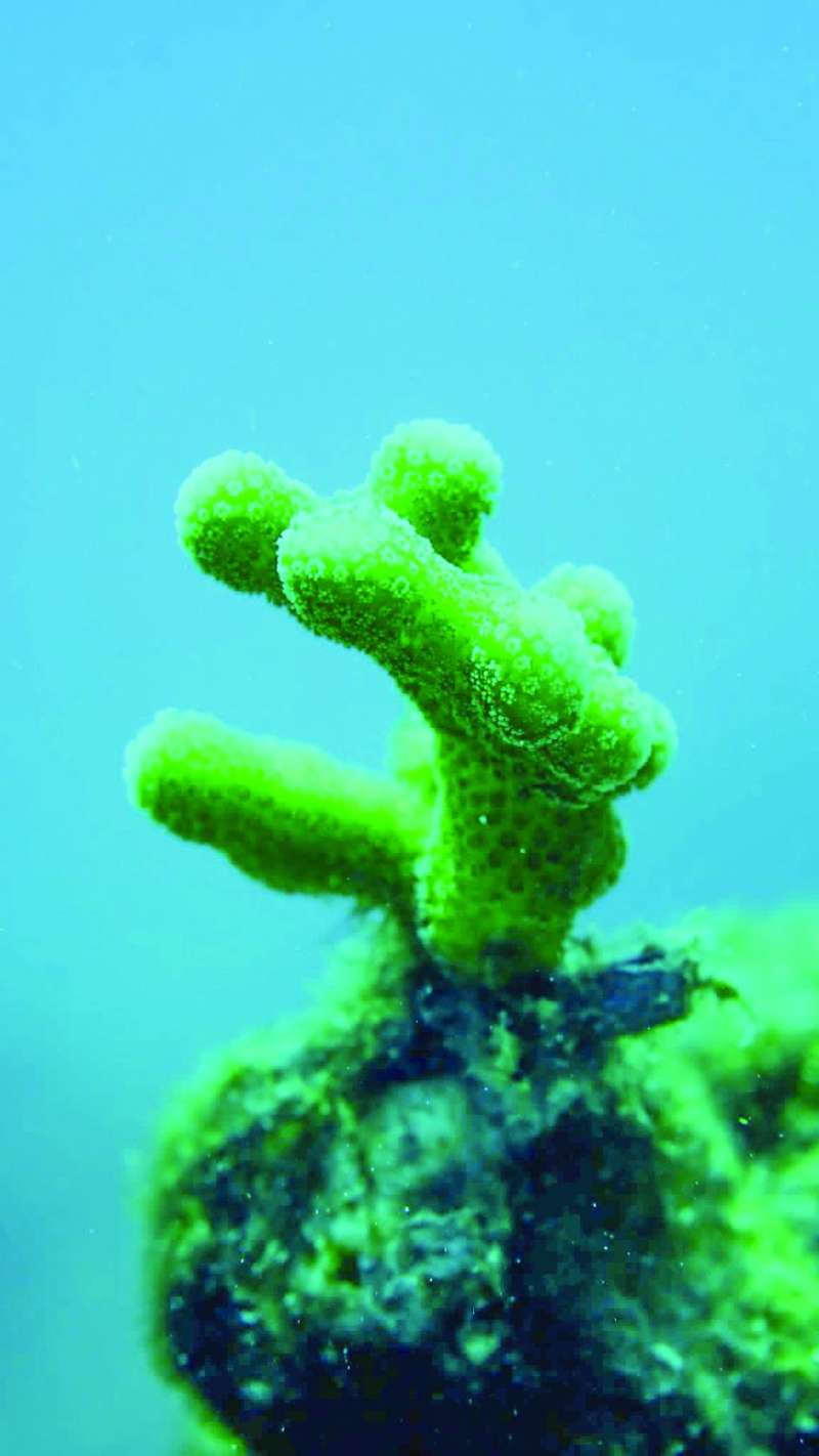 
الحفاظ على الشعاب المرجانية يحتاج لتضافر الجهود
