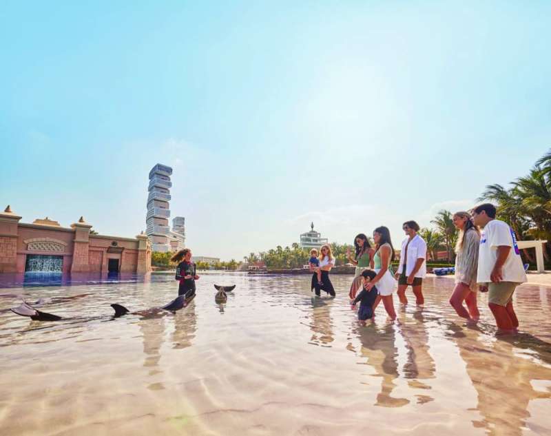 
عائلات مع الدلافين
