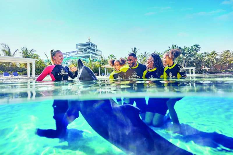 
 اللعب مع الدلفين
