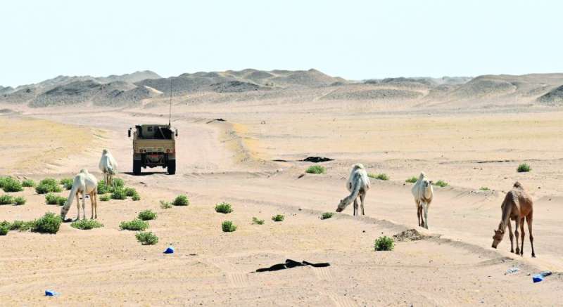 
الجمال وقفت في طريق المركبة