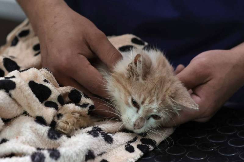 قبرص تعالج القطط المريضة.. بأدوية «كورونا» البشرية