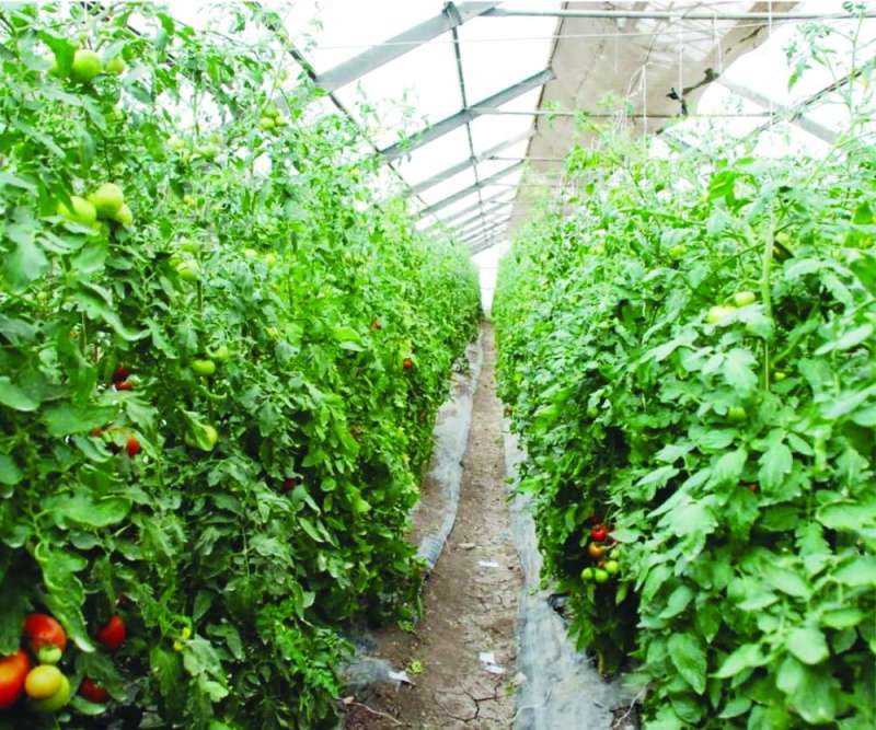 
العمل في الزراعة كأحد أساليب التعافي
