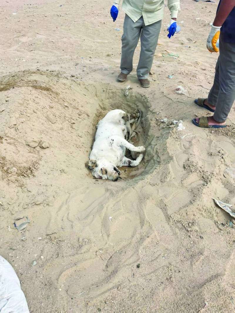 كلب قتلته الطلقات «المجهولة»