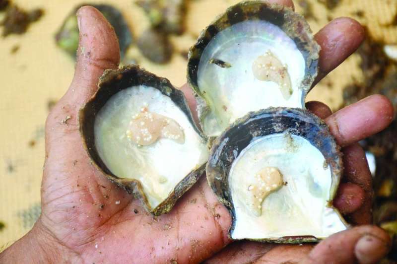 
فلق المحار بحثاً عن اللؤلؤ