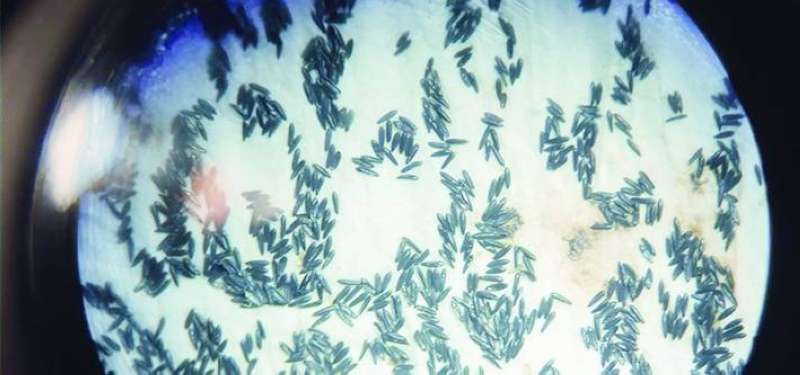 يرقات البعوض المعدل وراثياً 