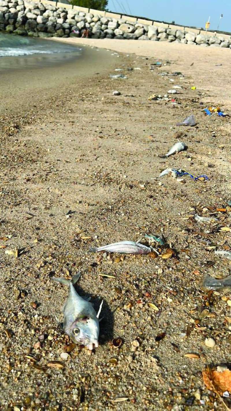 عدد من الأسماك النافقة 