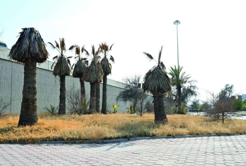 مشهد متكرر للزراعات المهملة في مناطق مختلفة في البلاد (تصوير أسعد عبدالله)