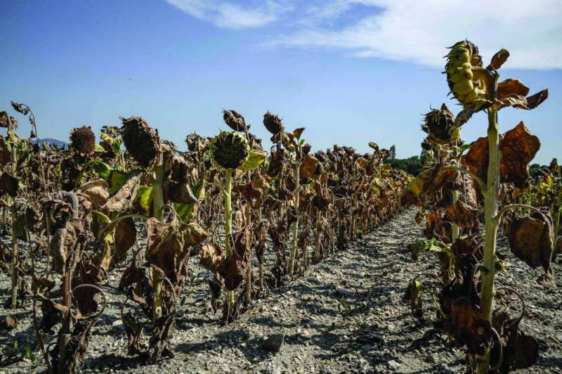 زهور دوار الشمس محترقة في أحد الحقول بفرنسا خلال موجة الحر الأخيرة 