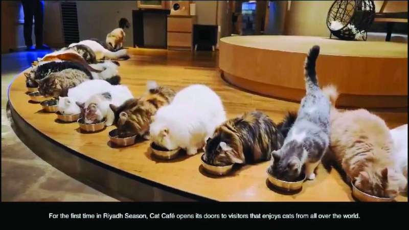 كافيه القطط «Cats n Cups» 