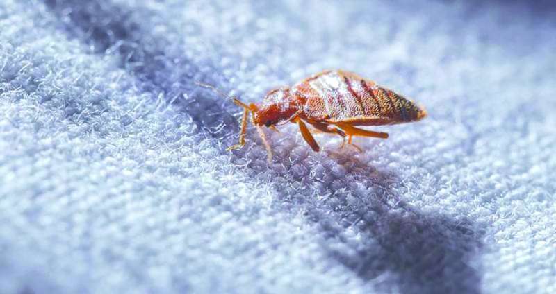 


مخاوف من حشرة البق المزعجة بعد انتشارها في فرنسا 