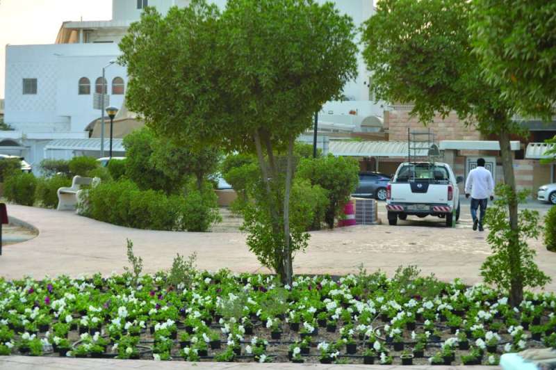 جانب من الحديقة بعد التخضير 