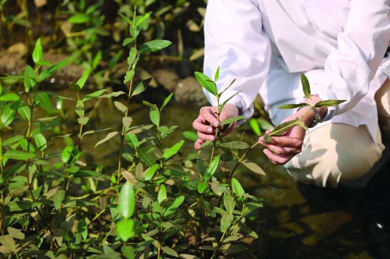 


أشجار المانغروف أغنى حوض للكربون في العالم 