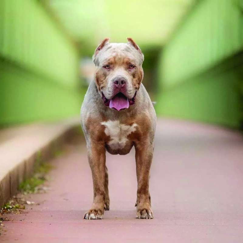 حوادث اعتداء الكلاب على أفراد تزايدت