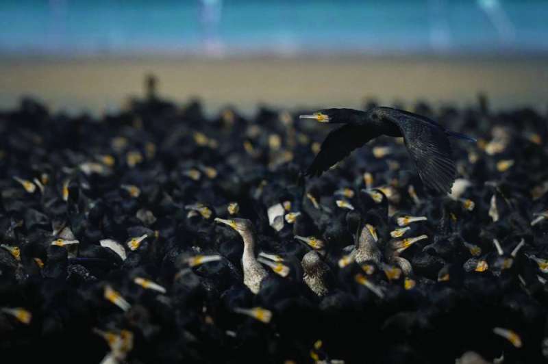 


«اللوهة» تندرج تحت بند الأنواع غير المهدّدة بالانقراض 	(تصوير د. عبدالله الزيدان) 