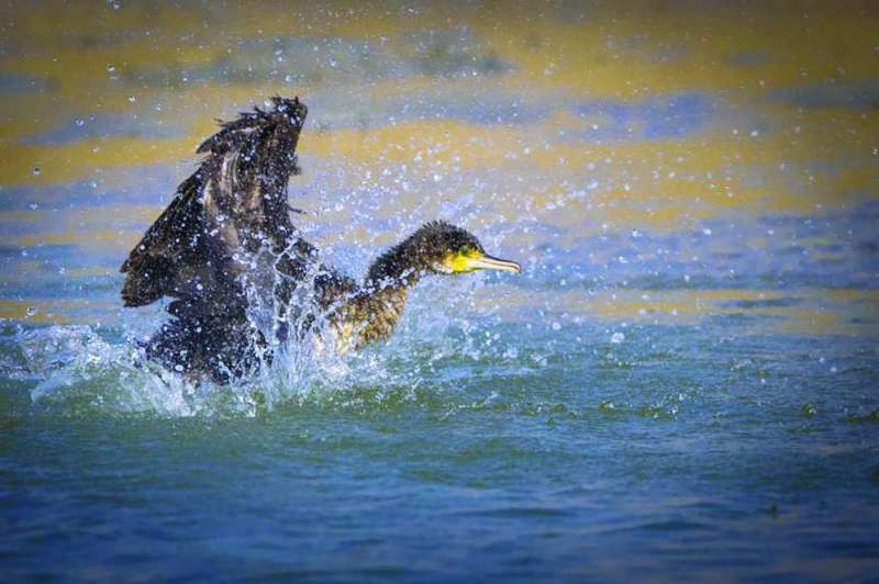 جون الكويت الوجهة الشتوية المفضّلة