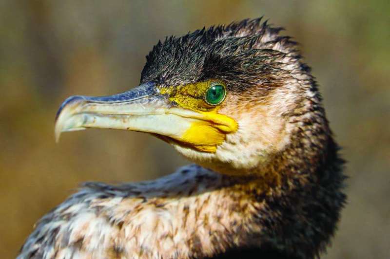 الاسم العام لهذه الطيور الغاق الكبير أو غراب البحر