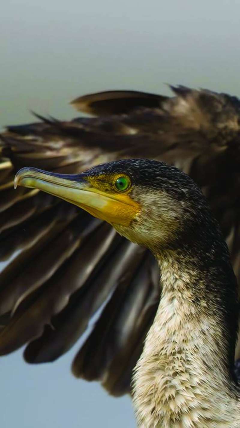 تتواجد في البيئات البحرية المفتوحة 