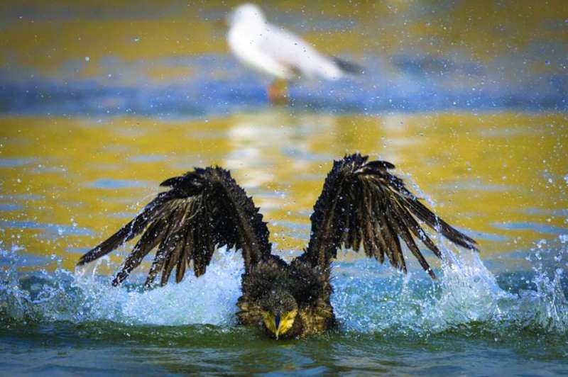  يتراوح طول جناحها بين 84 إلى 90 سنتيمتراً