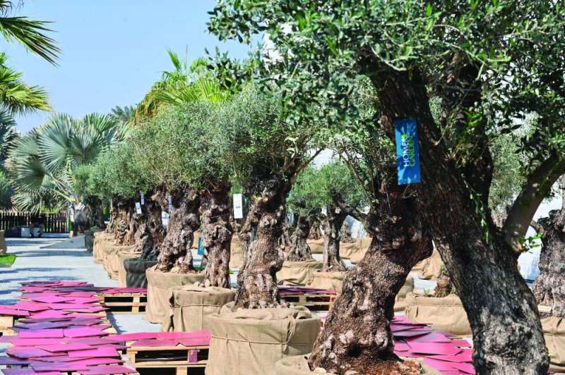 


75 شجرة زيتون 