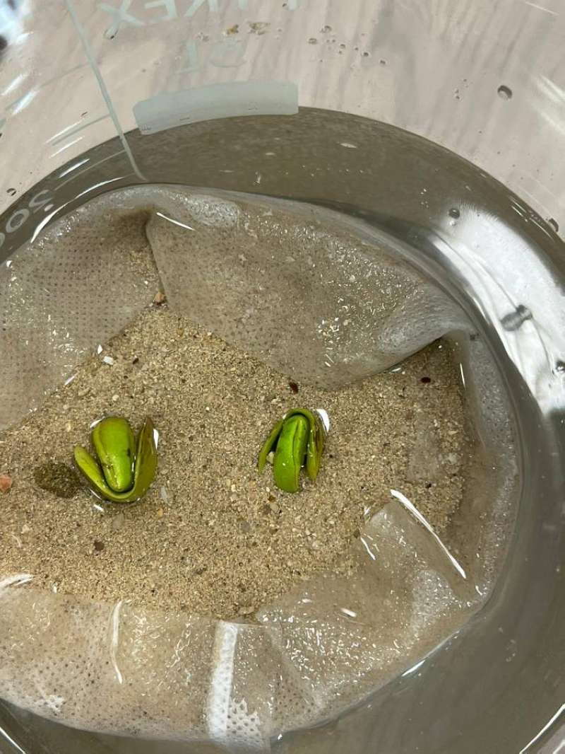 صورة بذور المانغروف الكويتية التي تنشر لأول مرة 