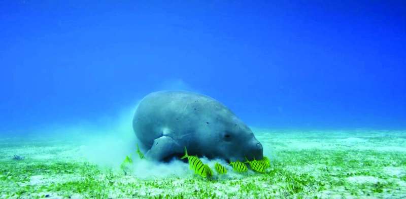 


أحد «أسرار البحر» 