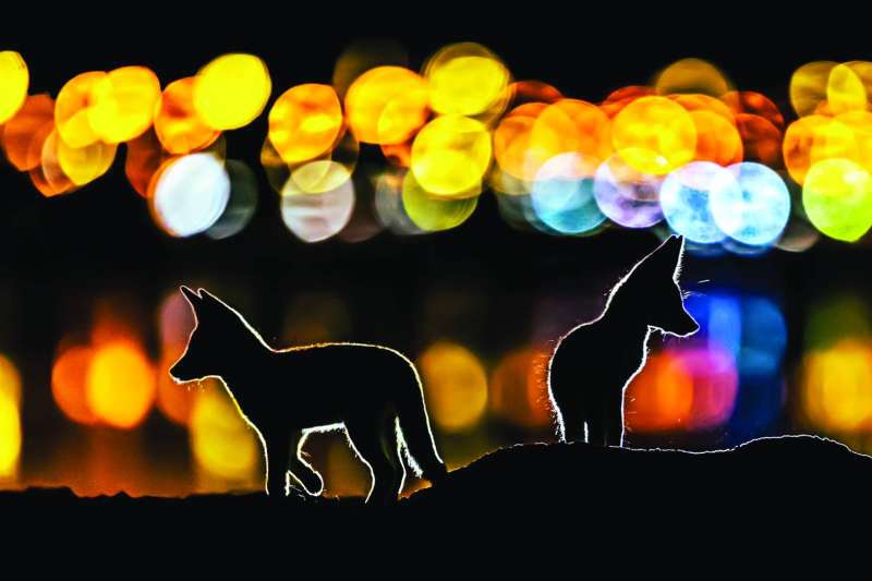 


من أعمال مراد 