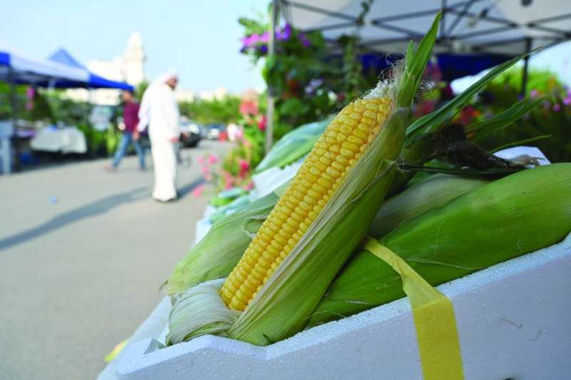 الذرة الصفراء ضمن المنتجات 