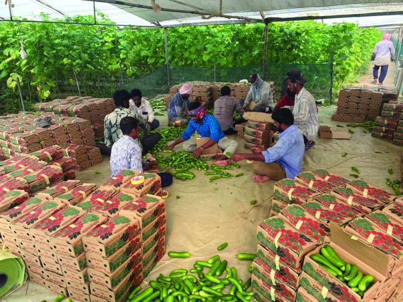 إعداد الخيار للسوق المحلية 